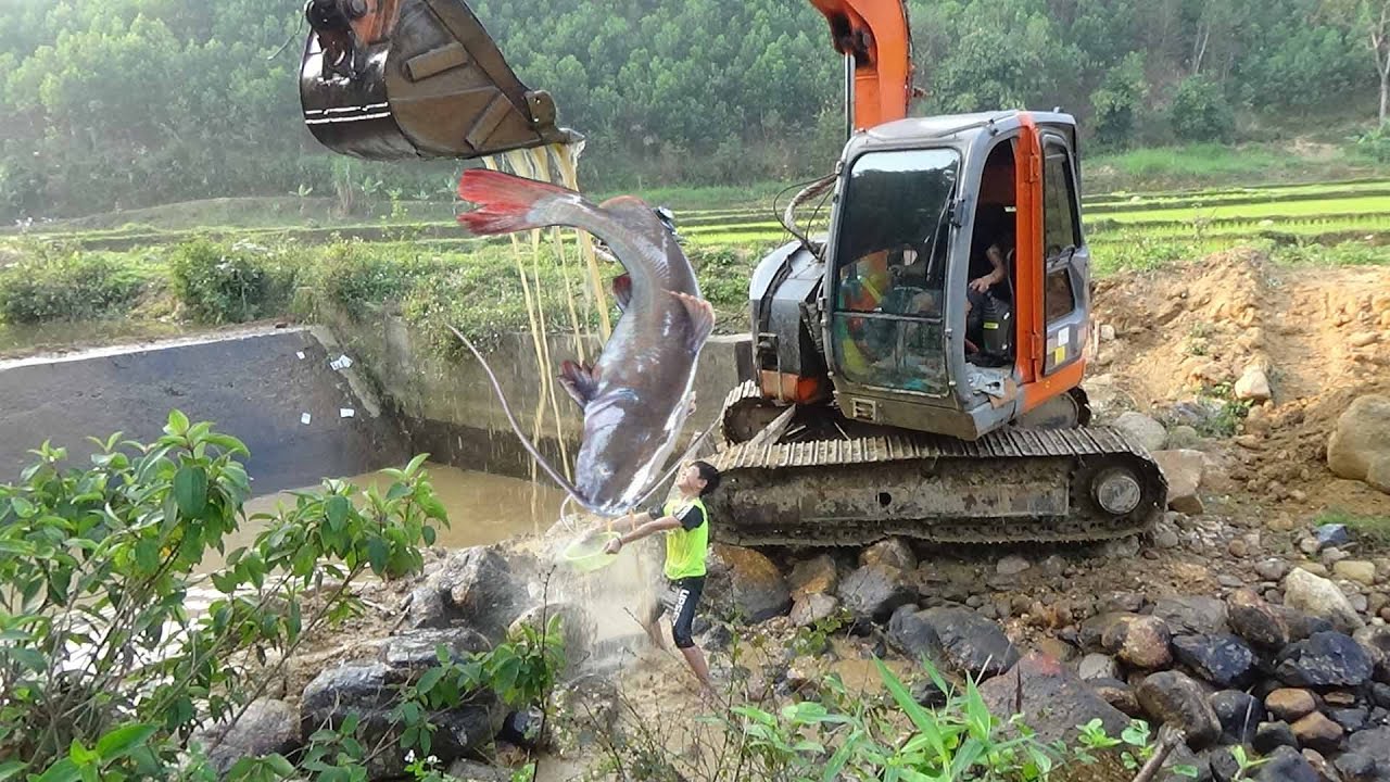 shoveling fish with an excavator, catching fish with technology-excavator excavator with large,
