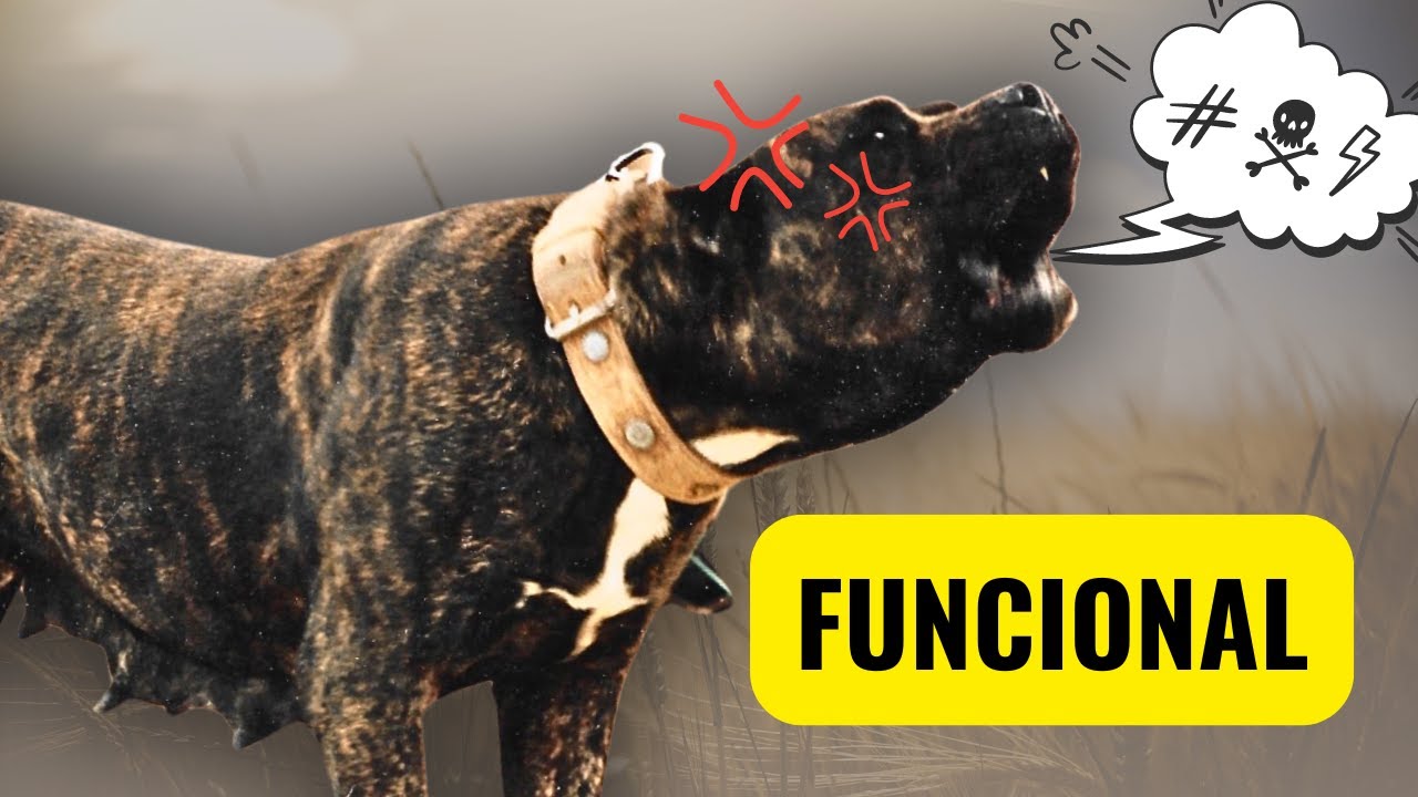Morfología funcional en el Presa Canario