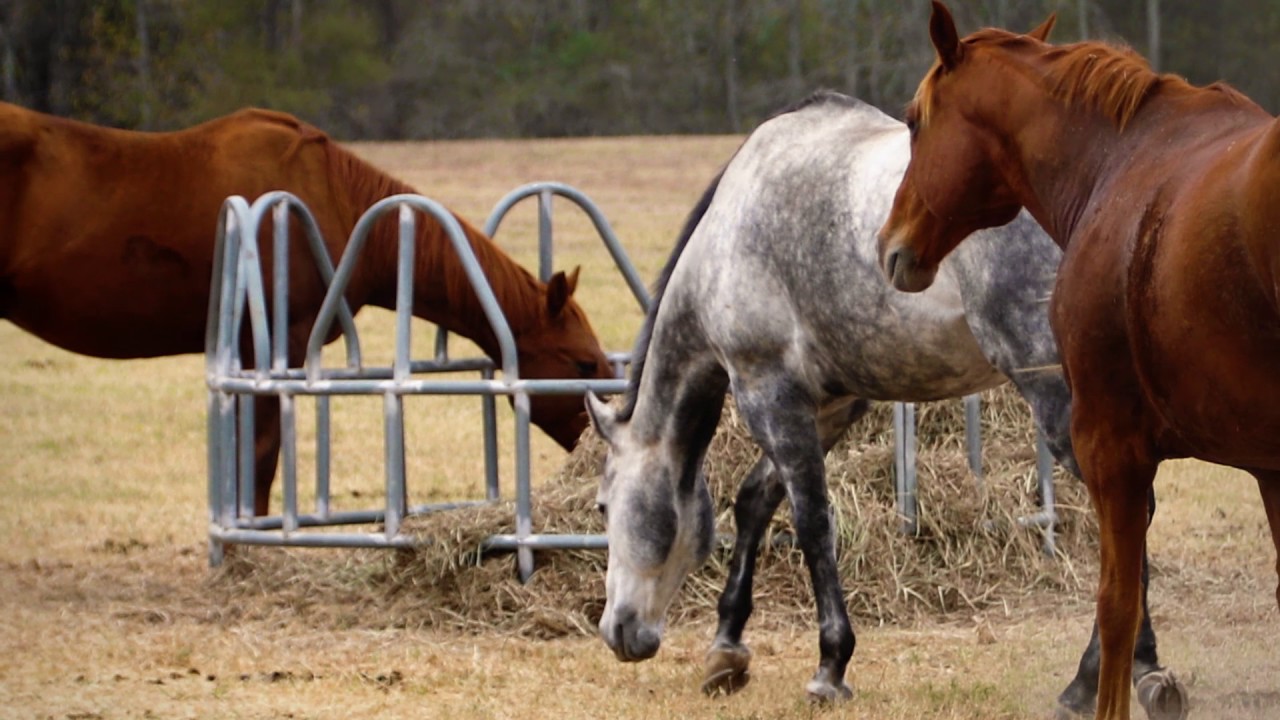 Is My Horse At Risk for Leptospirosis?