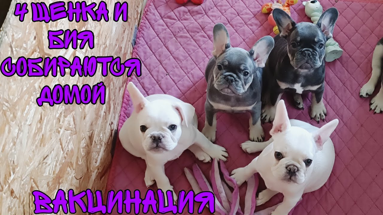 Вакцинация щенков. 4 щенка и Бия собираются домой!