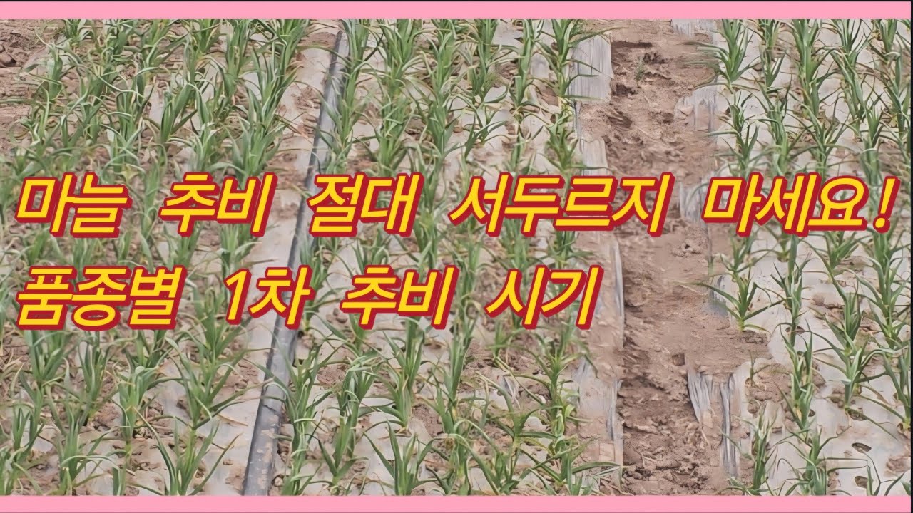 마늘 추비 절대 서두르지 마세요! 품종별 1차 추비 정확한 시기(농사의신)