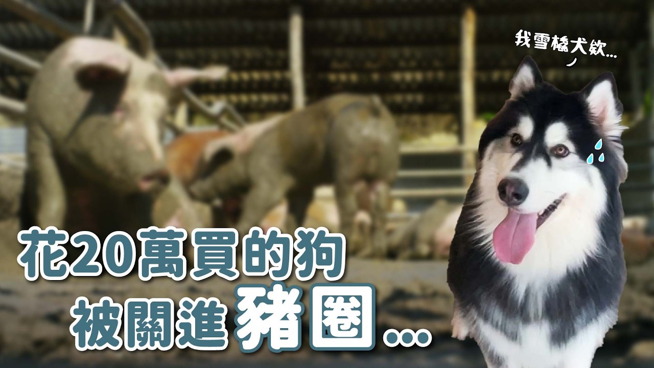 花20萬買的狗被關進豬圈能找到家嗎？｜明日回家之星