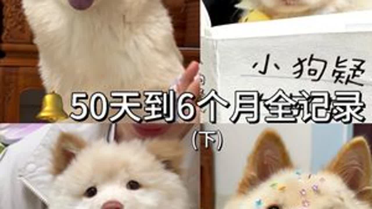 🔔50天到6个月全记录#狗狗狗狗狗狗 #萌宠出道计划 #土松 #我和我的狗