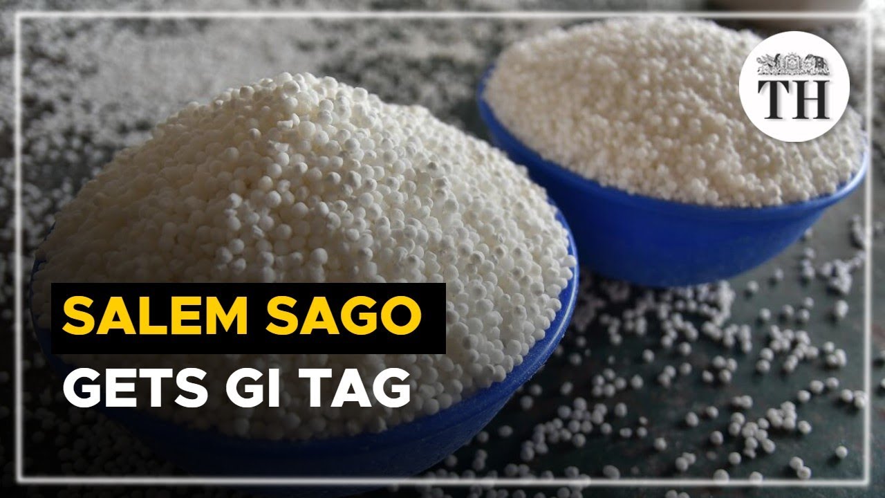 What is Salem sago and why is it unique? | The Hindu