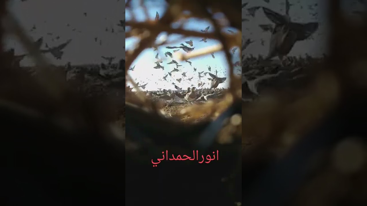 صيد القطا بل شبك للمحترفين