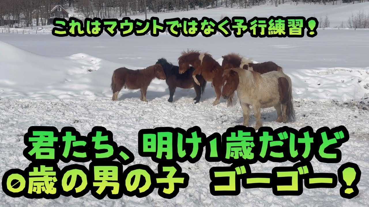 【馬】【犬】君たち男の子　ゴーゴー！