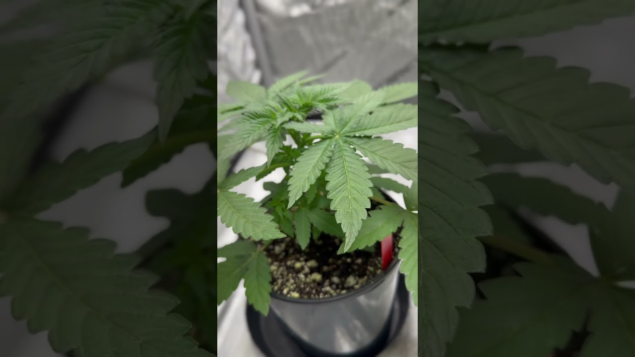 Blue Face Runtz / Blueberry Week 3 Veg 🌱🪴🌲 #acinfinity #homegrow #cannabisdaily #420