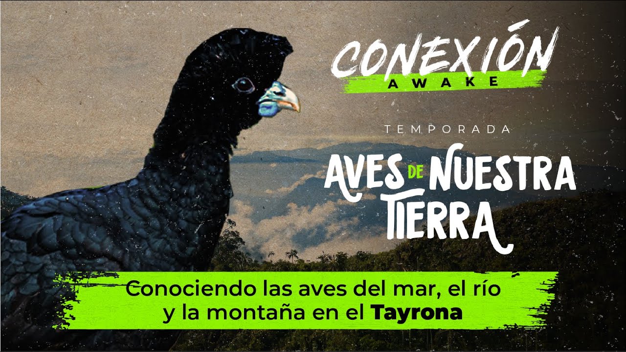 2/4 Avistamiento de Aves Tayrona - Conexión Awake - Aves de Nuestra Tierra