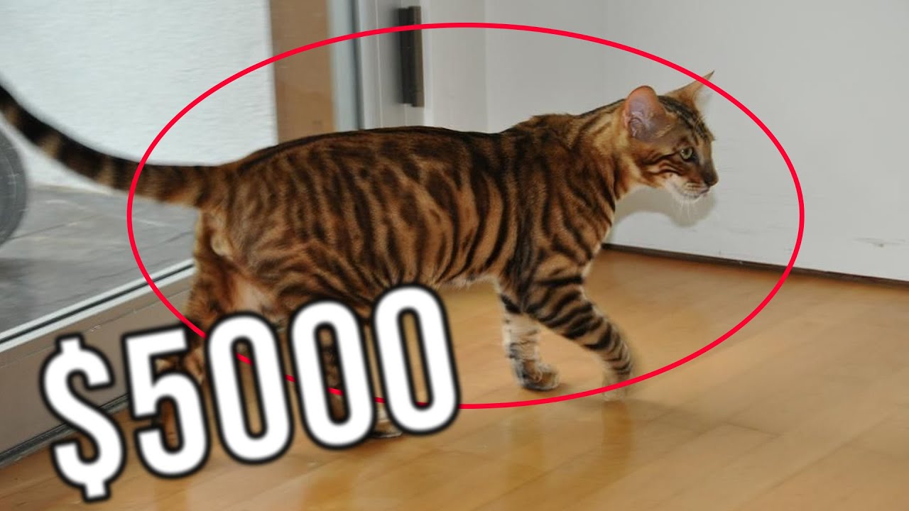 MOST EXPENSIVE AND RARE CATS IN THE WORLD