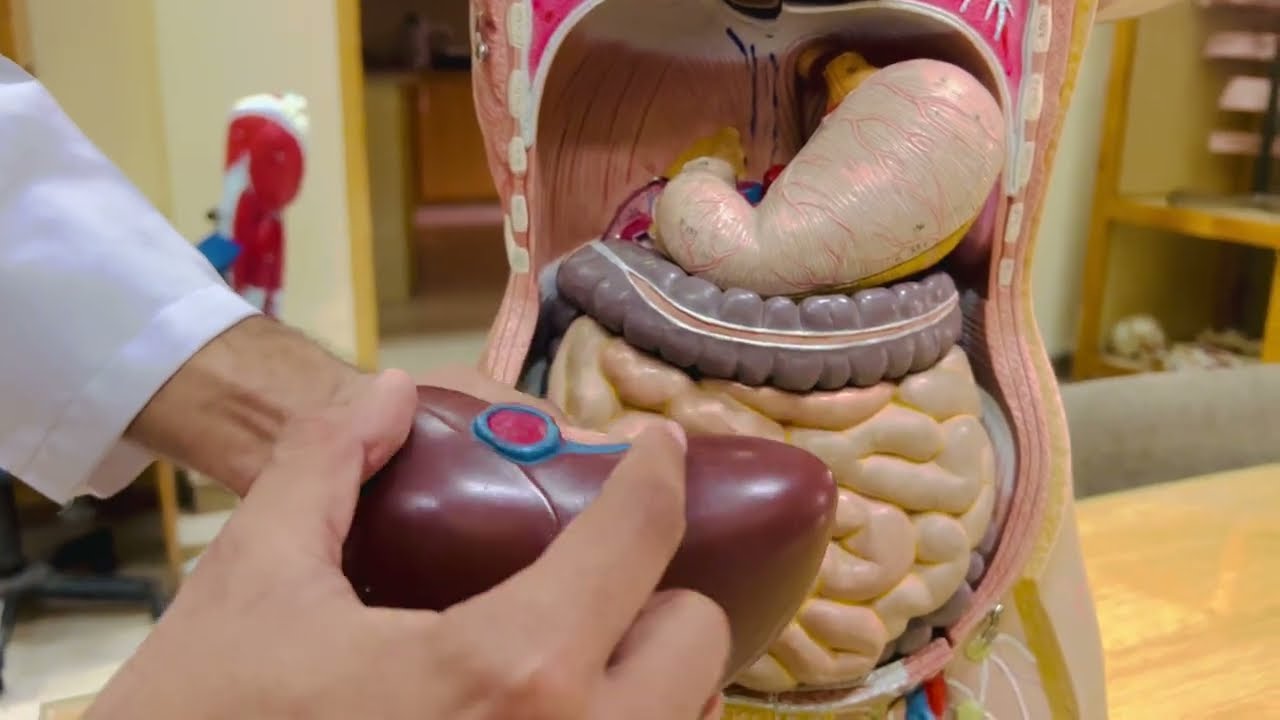 Abdomen & Abdominal viscera (Model) | Anatomy | MD