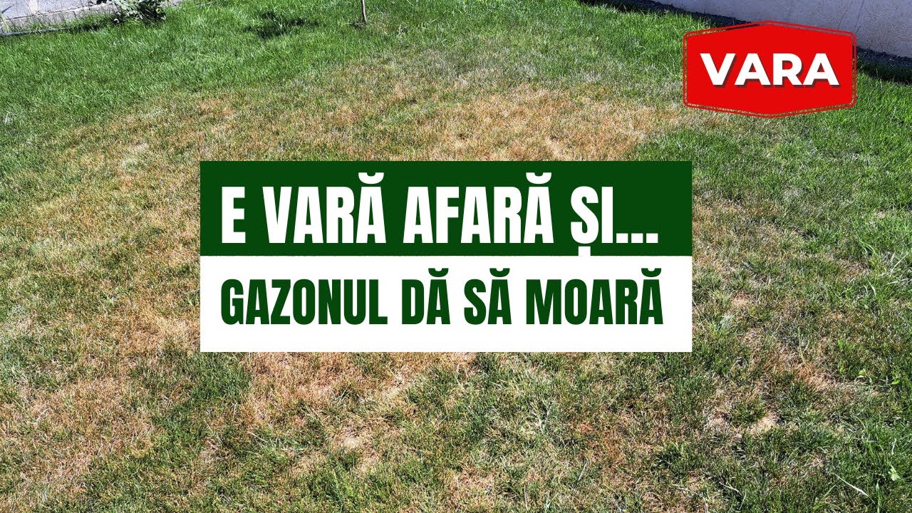Ce se întâmplă vara cu gazonul  ca să știi ce-i de făcut - semintegazon.ro