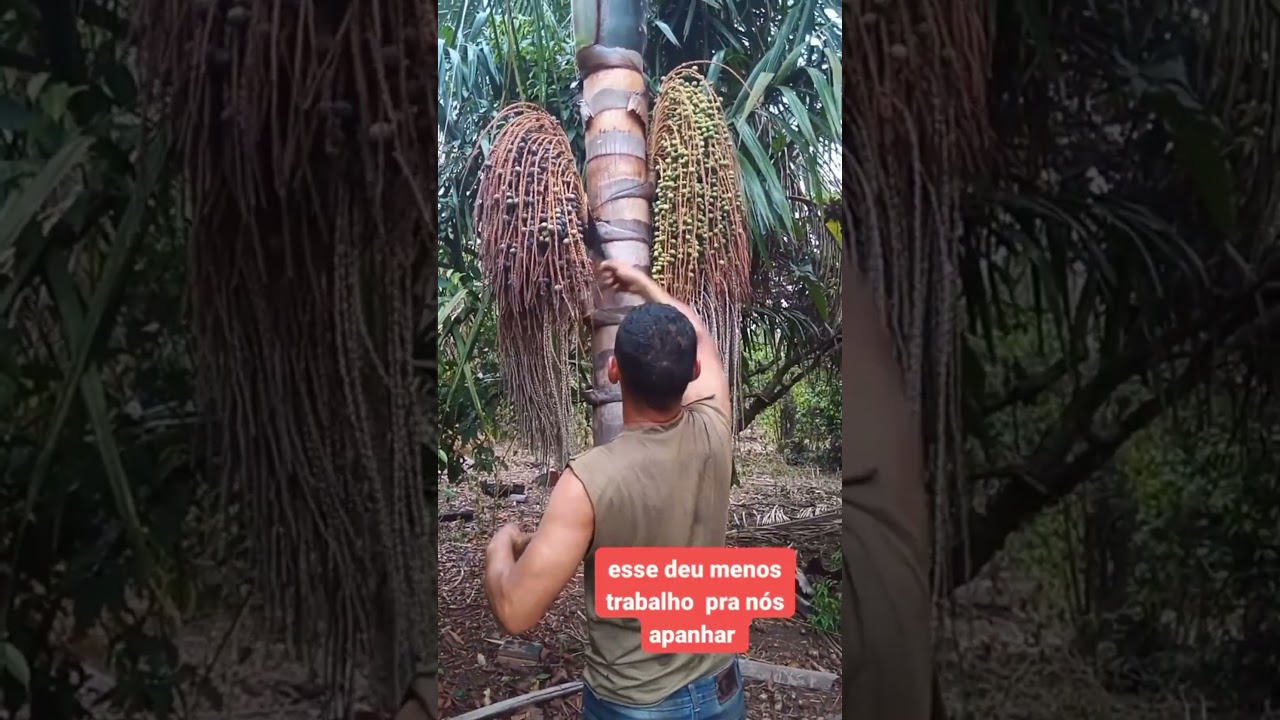 Bacaba &eacute; muito melhor que a&ccedil;a&iacute;