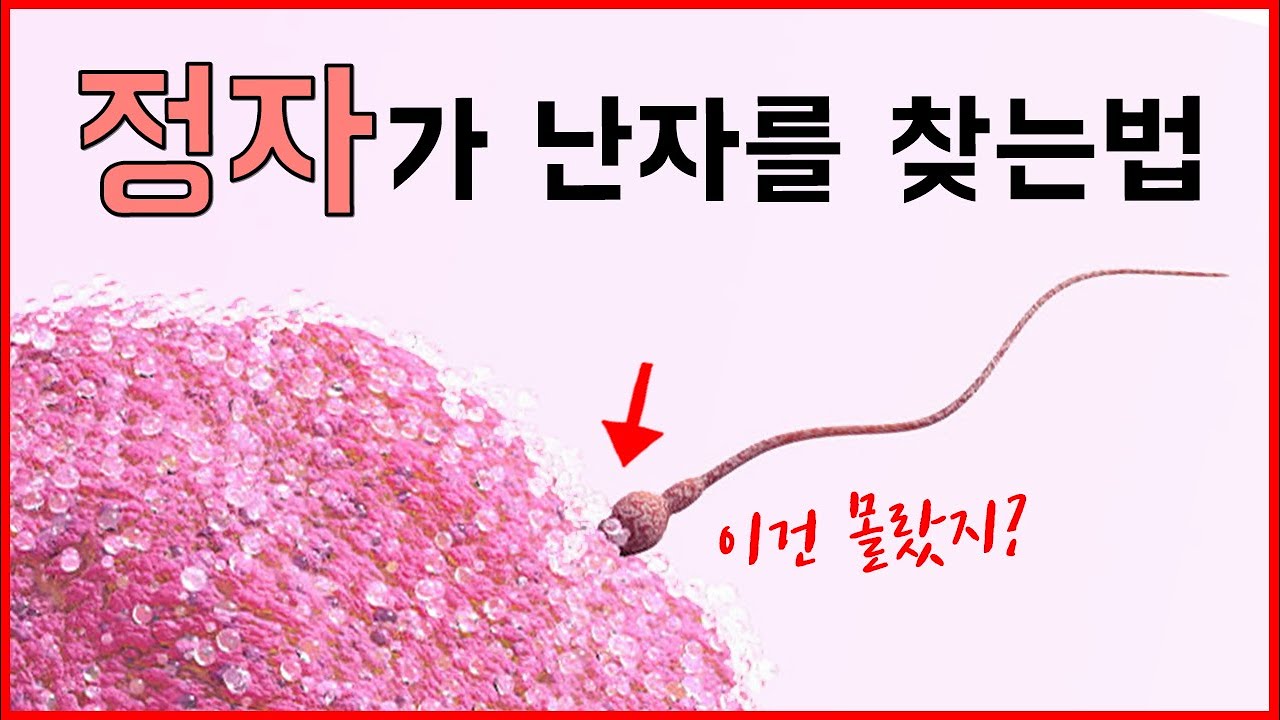 정자는 어떻게 난자를 찾아갈까? 우리가 모르는 정자의 비밀