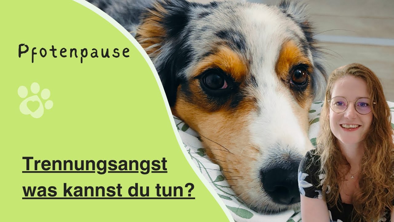 Trennungsangst beim Tierschutzhund, das kannst Du tun, PfotenPause
