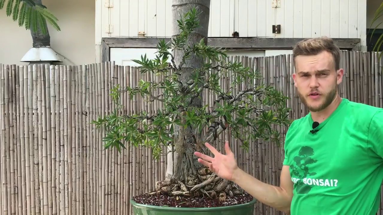 Repotting & Styling of a Willow Leaf Ficus Bonsai