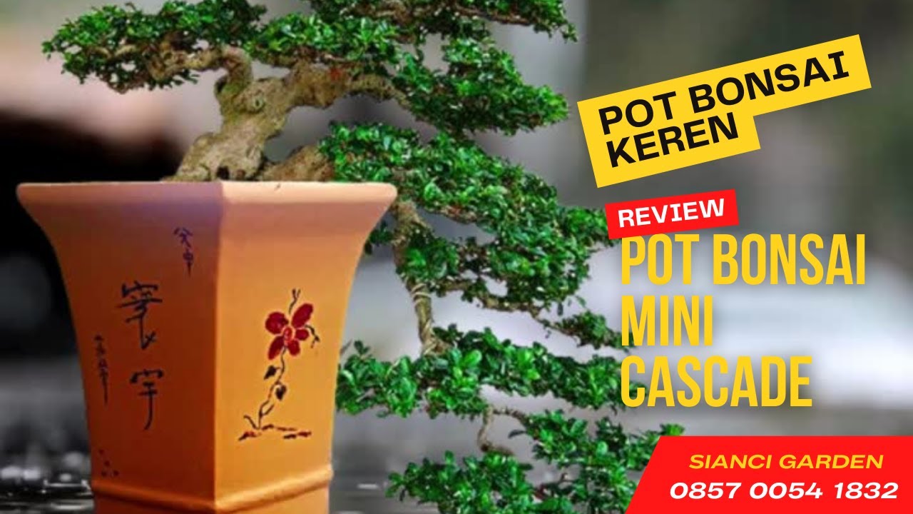 Pot Bonsai Mini Cascade
