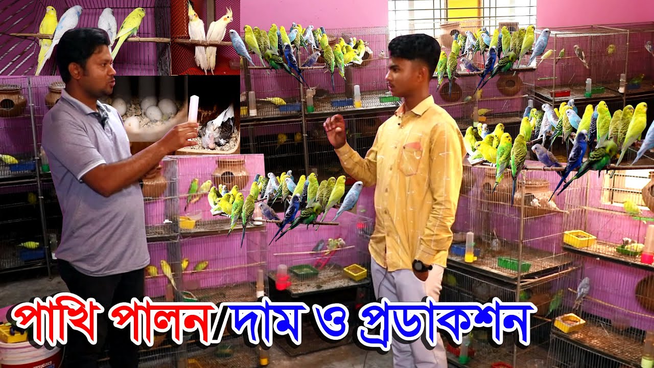 বাজরিগার পাখির খামার | ককাটেল পাখি পালন ও প্রডাকশন | বাজরিগার পাখি পালন ও দাম | বাজরিগার পাখি কি