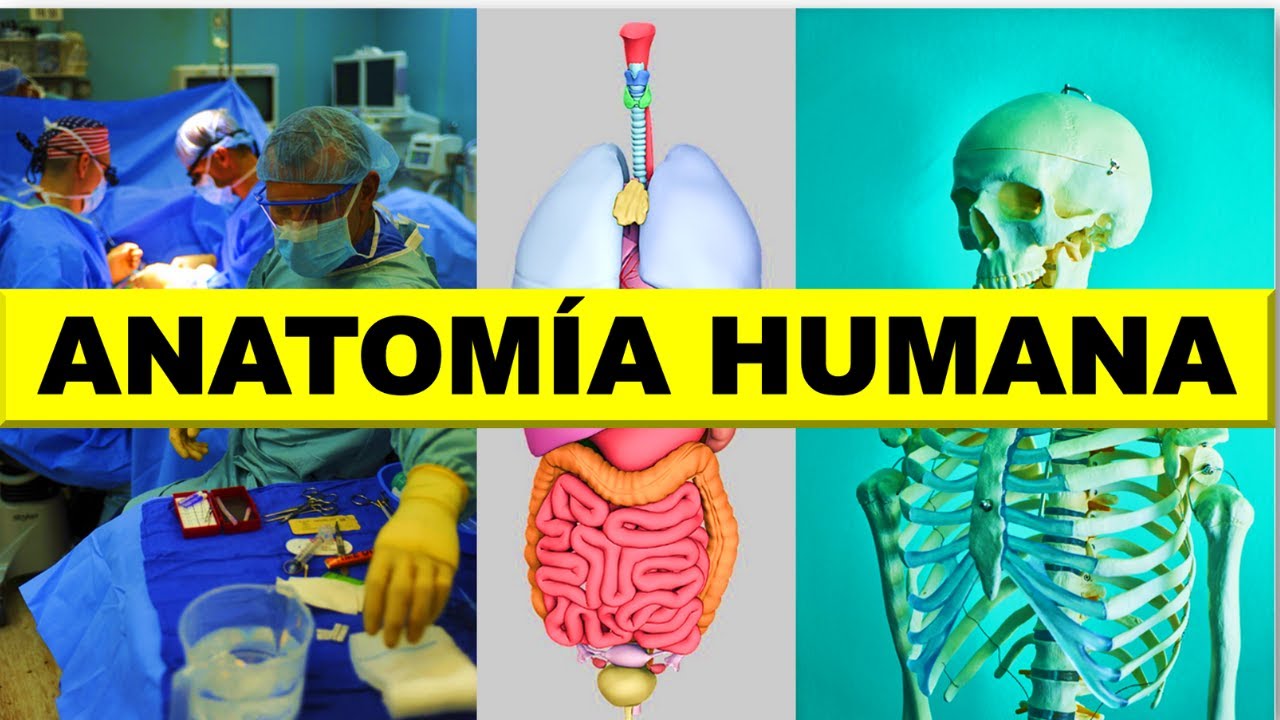 👋 &iquest;Qu&eacute; es la ANATOM&Iacute;A HUMANA? 🦴🧠👨&zwj;🎓