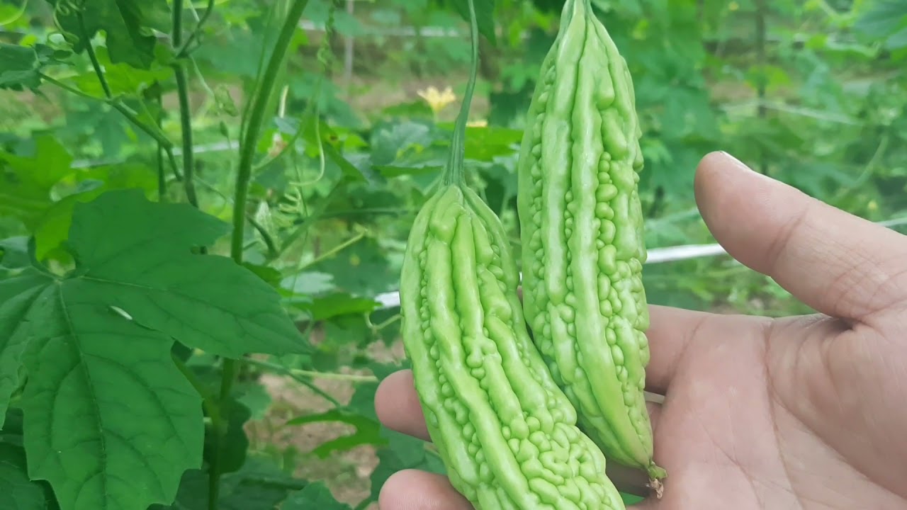 Kỹ thuật trồng mướp đắng - khổ qua