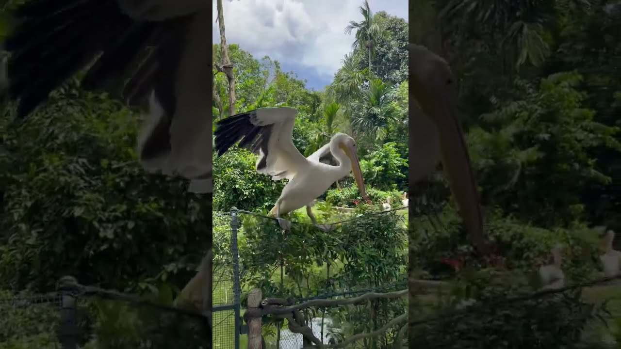 Glimpse from Singapore zoo 🇸🇬