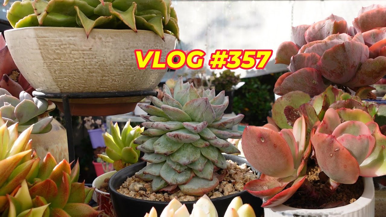 SUMMER WATERING CRESTED, VARIEGATED & BABY SUCCULENTS | VLOG #357 - Growing Succulents with LizK