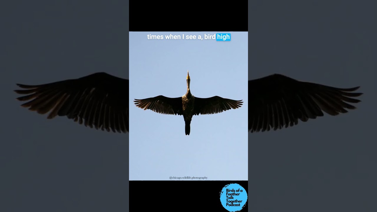 Can You Identify A Cormorant Flying?