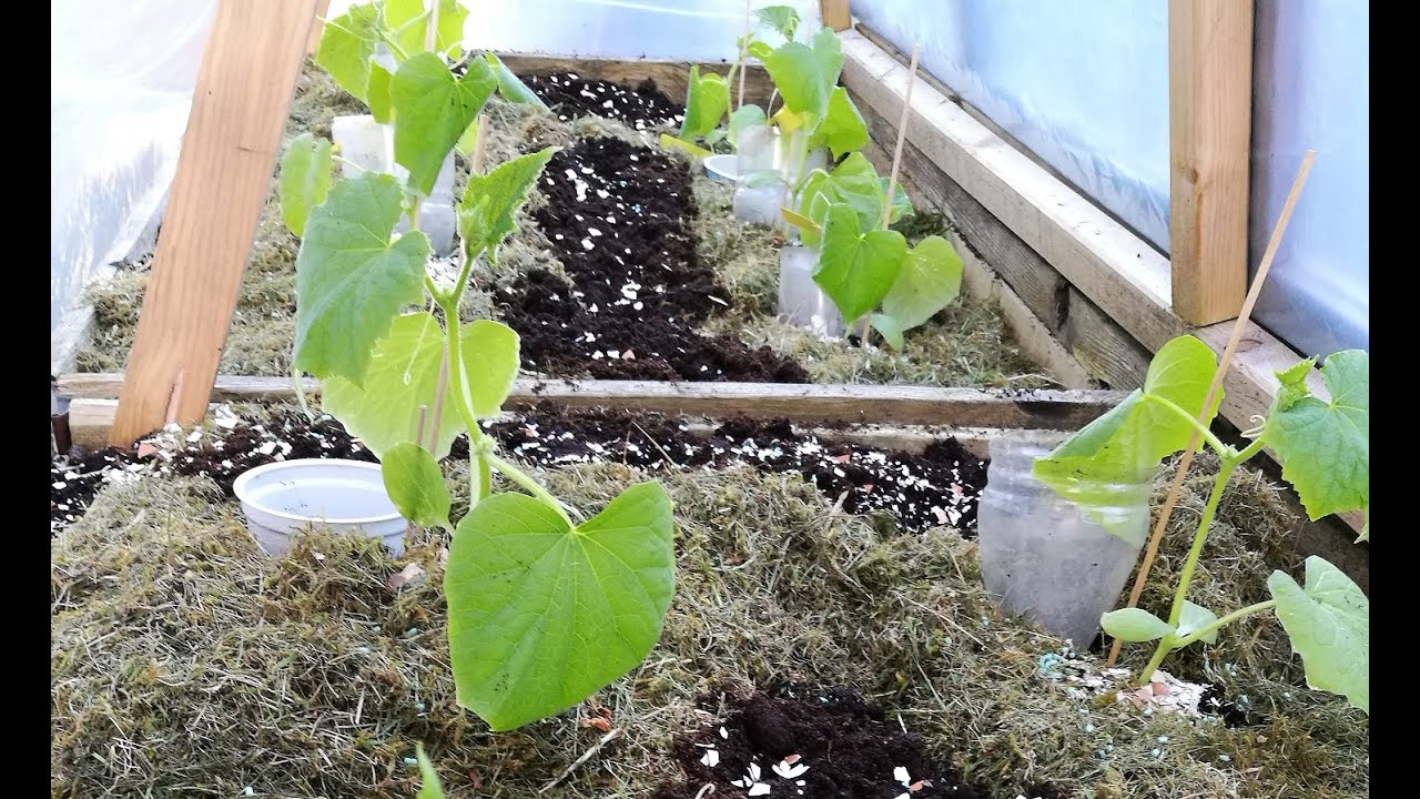 60. Hvordan planter jeg agurker om