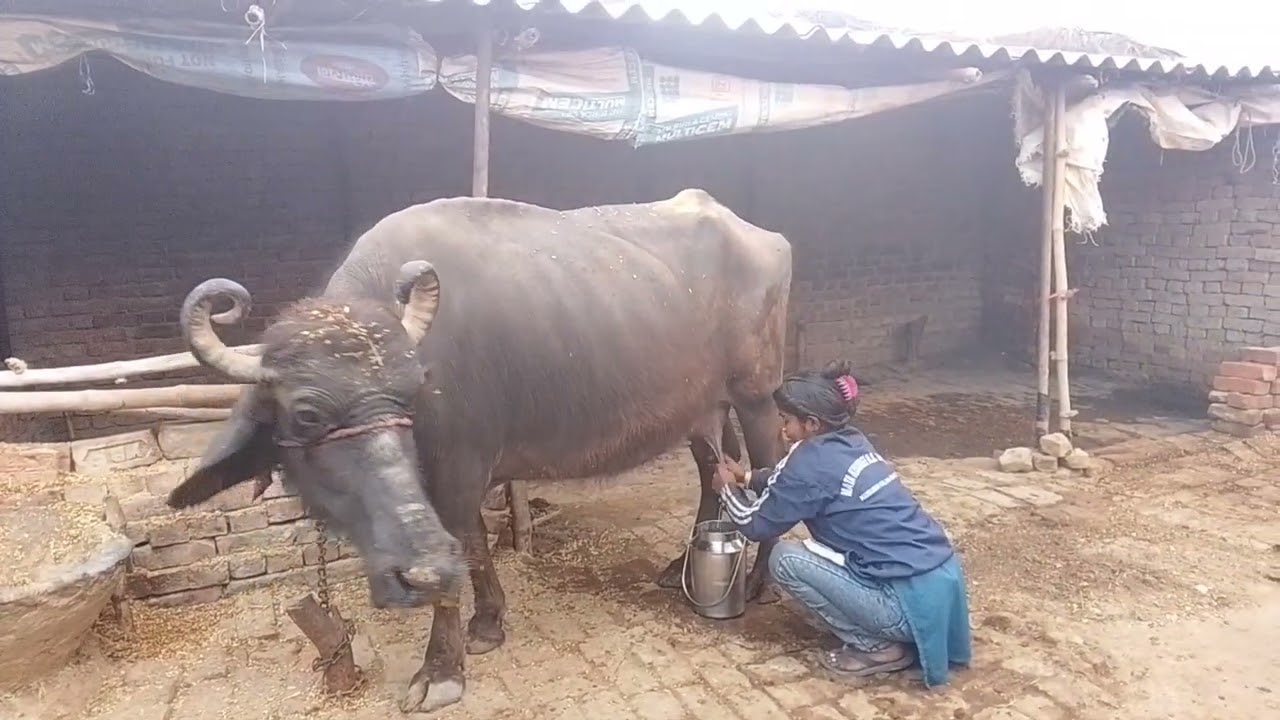 आओ सीखो दूध निकालना