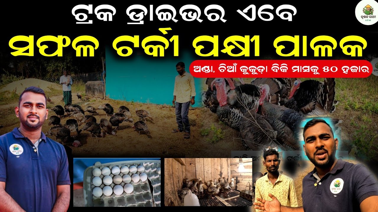 [ଏବେ ମାସକୁ ୫୦ ହଜାର]Turkey bird farming in odisha | Krushak sathi odisha #farminginodisha