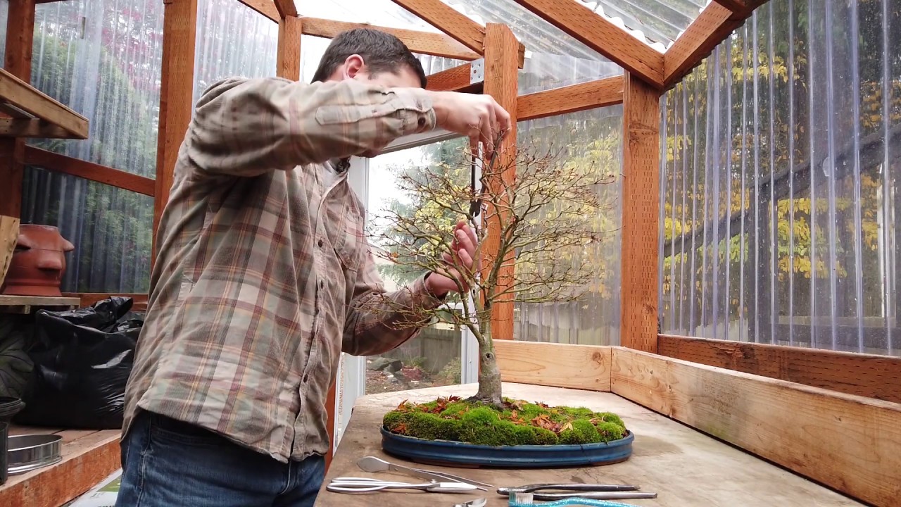 Fall Bonsai Cleanup for Maples