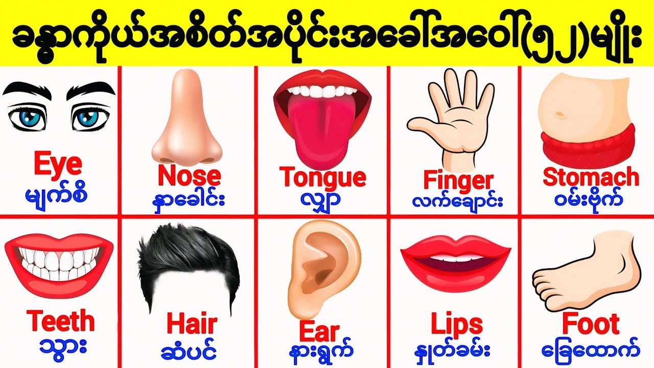 ခန္ဓာကိုယ်အစိတ်အပိုင်းတွေကိုအဂ်လိပ်လိုဘယ်လိုခေါ်ကြလဲ Body Parts Vocabulary