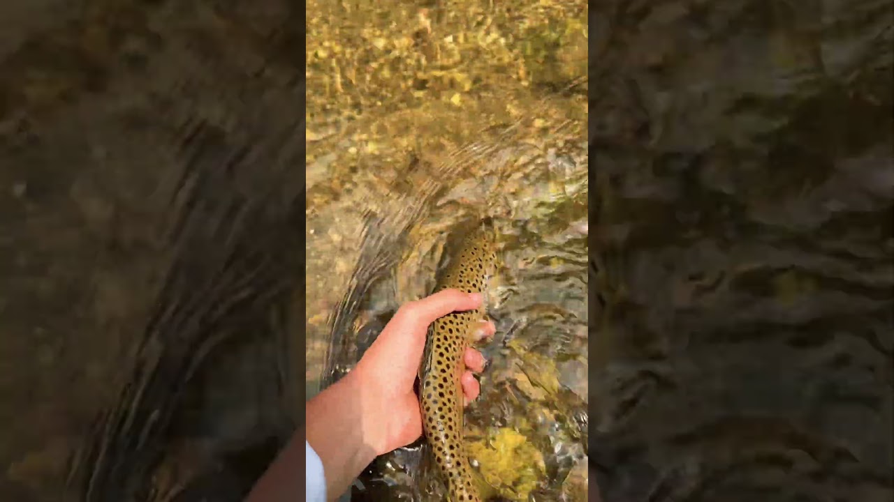 16&rdquo; brown trout in Wisconsin #trout #fishing #flyfishing #water # #music #troutunlimited #wisconsin