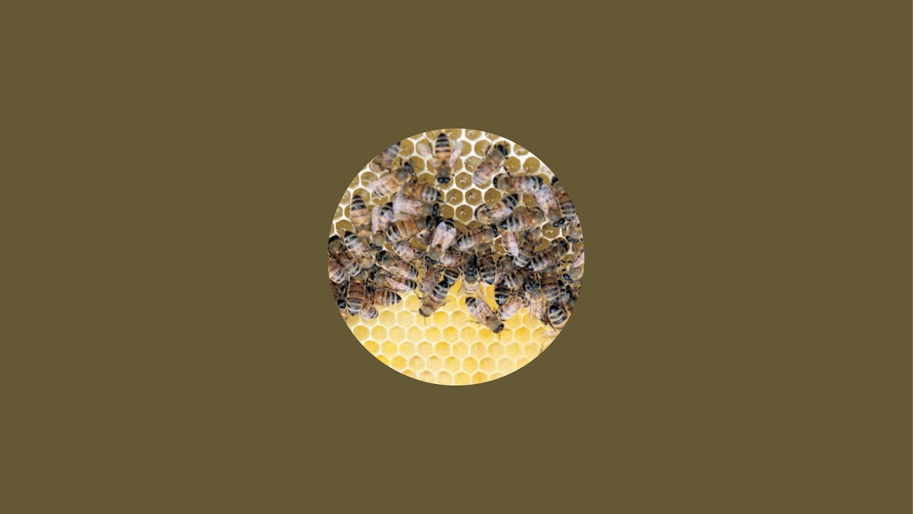 Frühschoppen mit Binder: Überwintern auf Honig, Kippkontrolle ist für Dumme