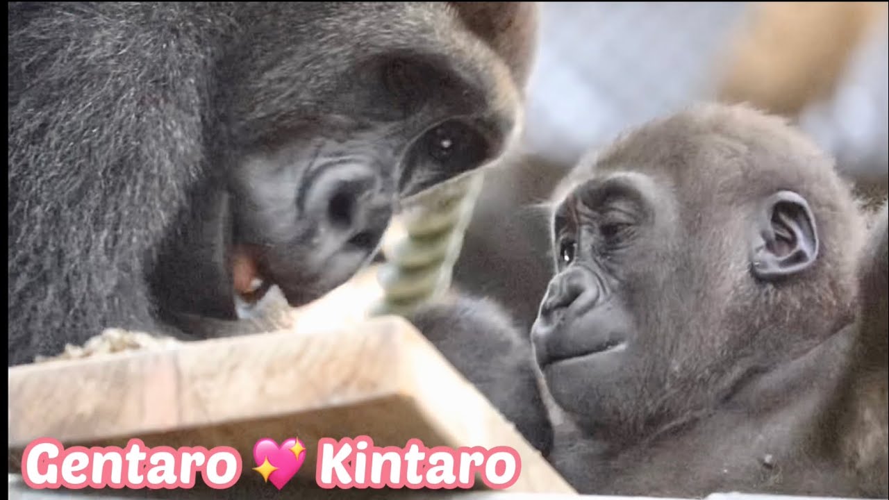 兄ちゃんが好き！どんどん深まる兄弟の絆⭐️ゴリラ Gorilla【京都市動物園】I love my brother! Brothers' bond grows deeper and faster.