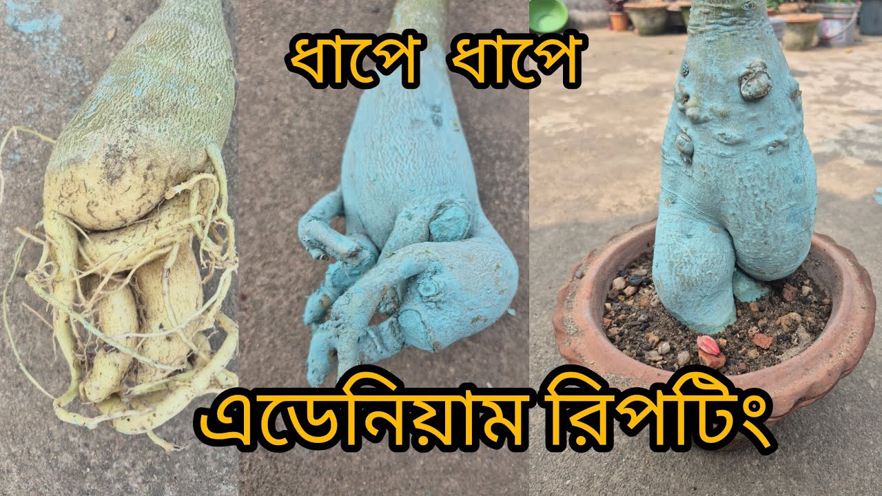 এডেনিয়াম রিপর্টিং করার সঠিক পদ্ধতি 🌿 ধাপে ধাপে সম্পূর্ণ গাইড।