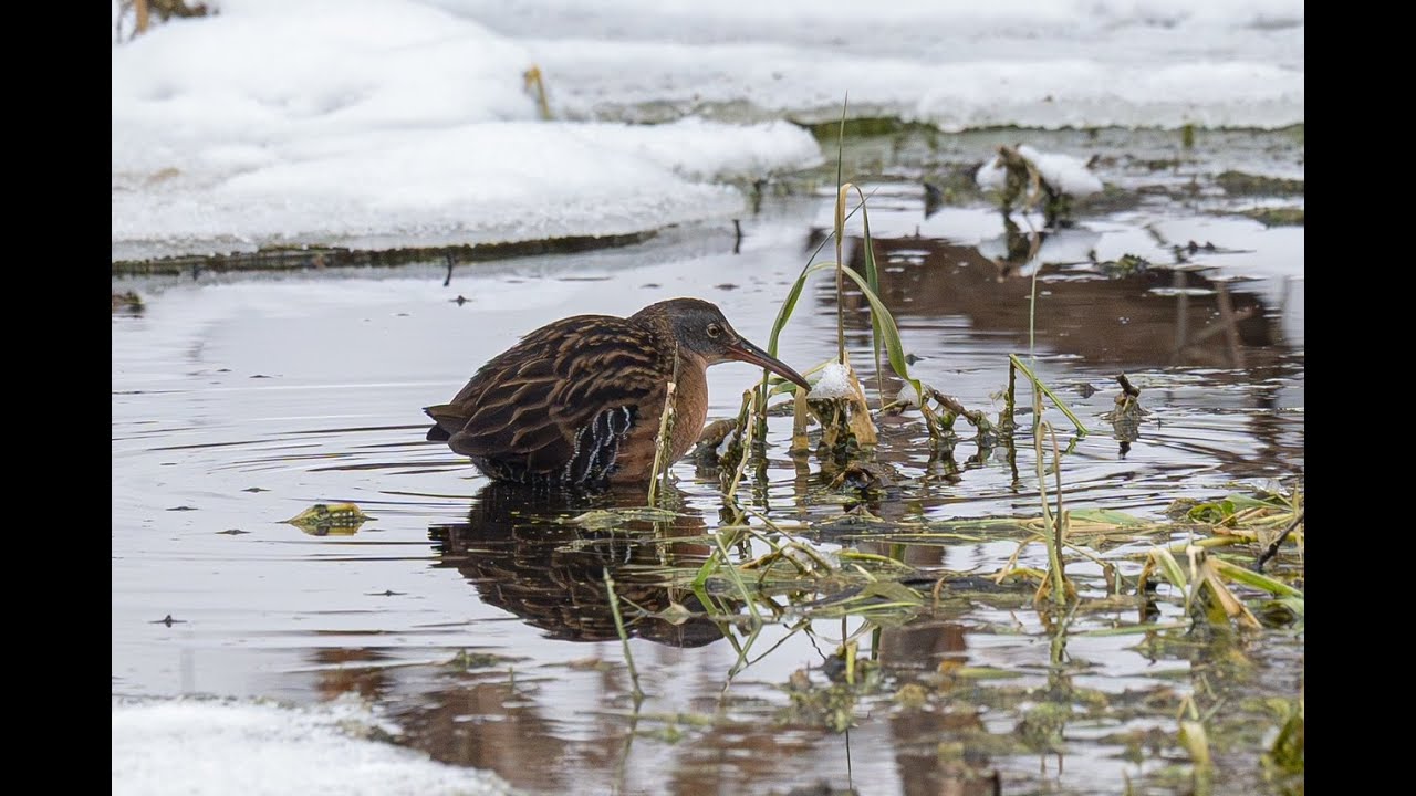 Early January Birding Update