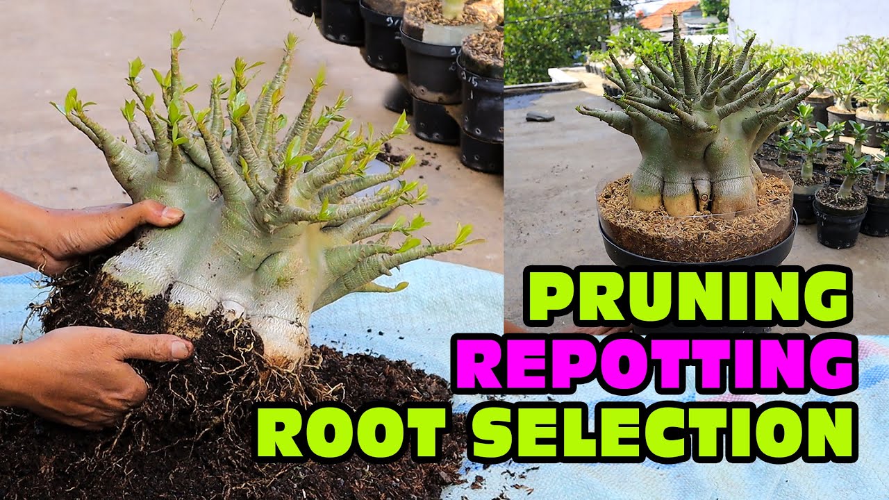Adenium Arabicum ПЕРЕСАДКА, ОБРЕЗКА, ВЫБОР КОРНЕЙ И ЗАМЕНА ПОСАДОЧНЫХ СРЕД Desert Rose