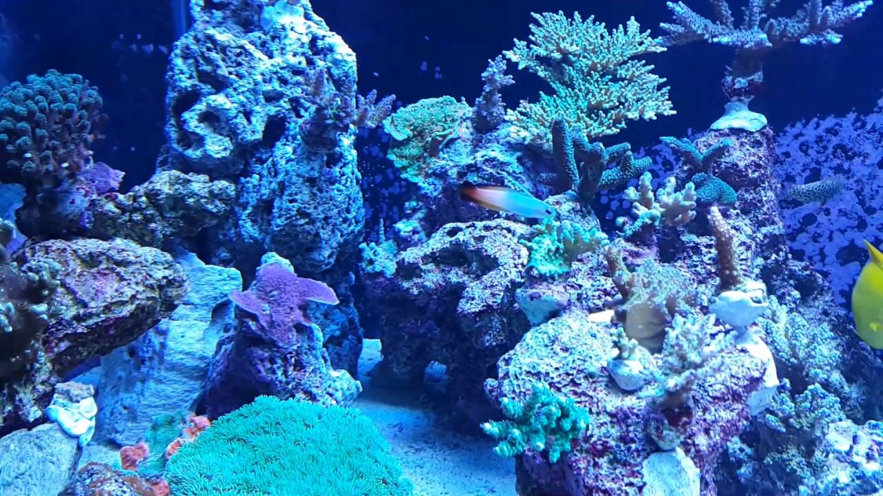 Acuario de Julio Zu&ntilde;iga