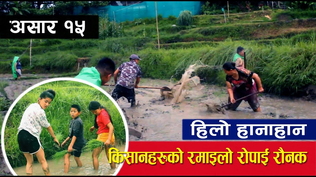 असार १५: रोपाईको रमाइलोमा हिलो हान्दै जिस्कदा कत्ति मज्जा ! Rice Farming in Nepal | Aajaka Yuwa-11