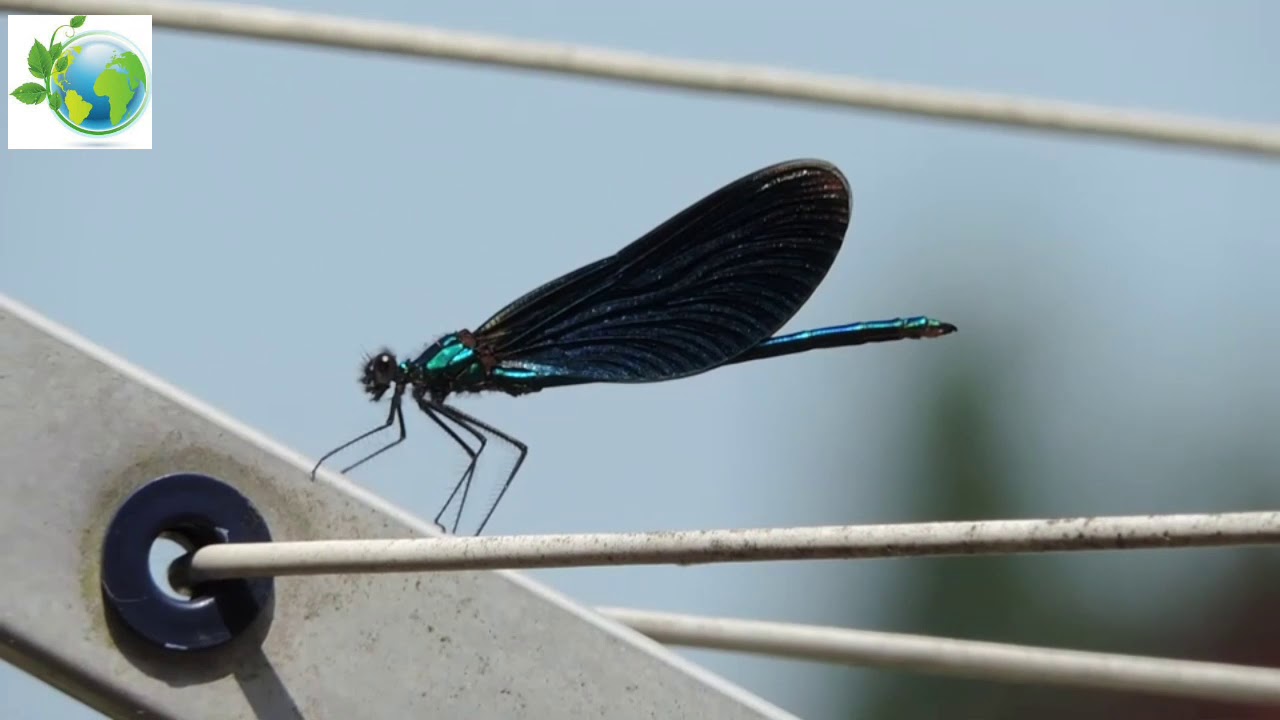 Dragonfly (Anisoptera)