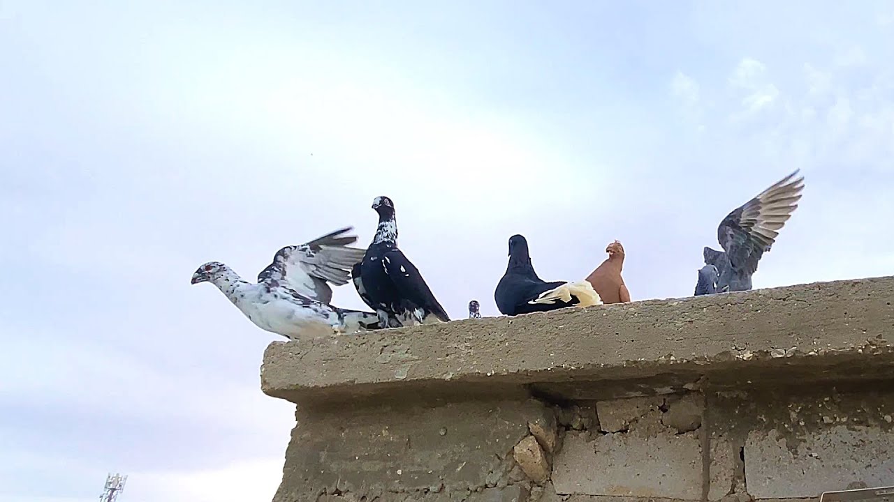 كش المخاليف والفراخ والكبار مع بعض  وحط عندي طير وكشيتو😄