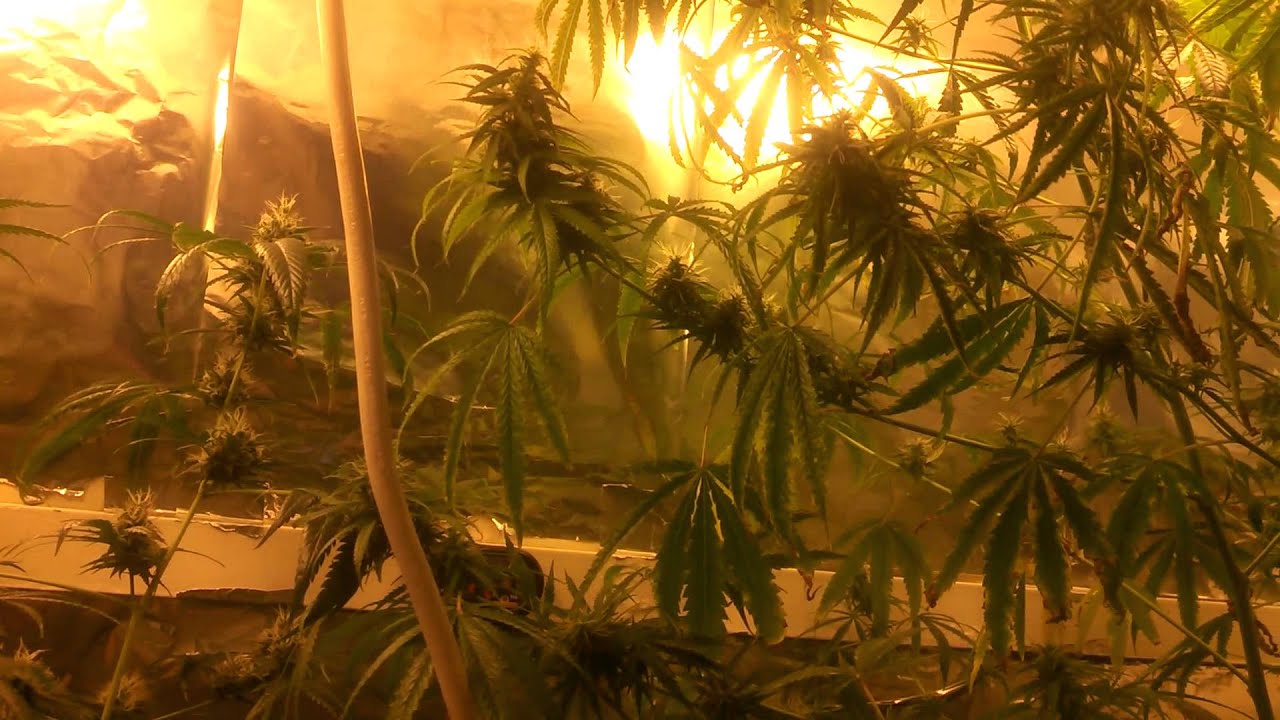 Sour Diesel week 3 of vegetation