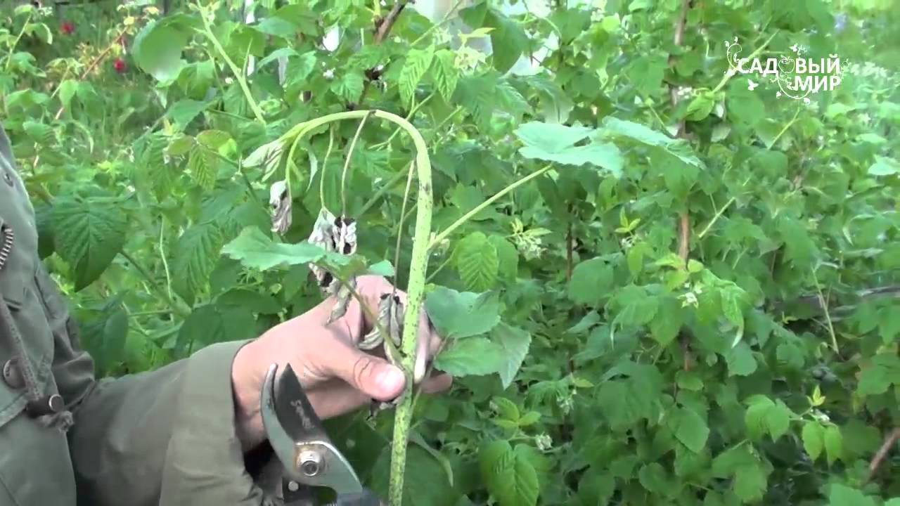 Почему вянут побеги малины  Малинная муха. Сайт 