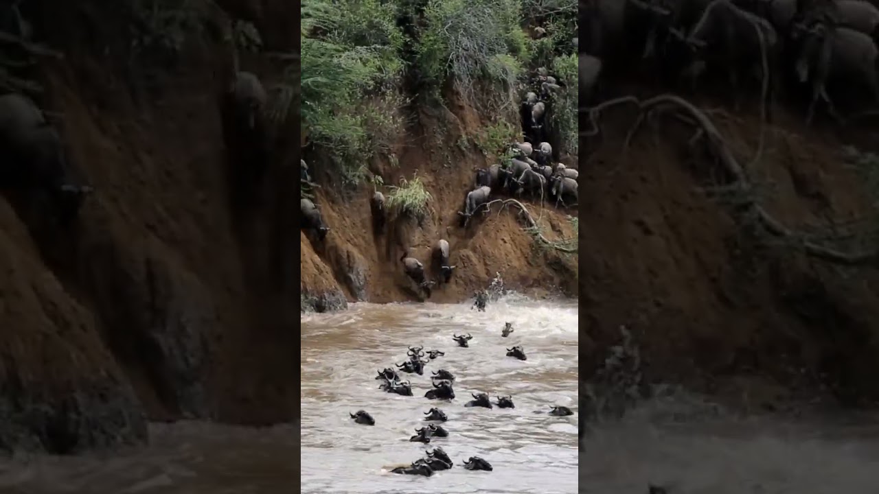 Migrasi ribuan wildebeests Melintasi sungai