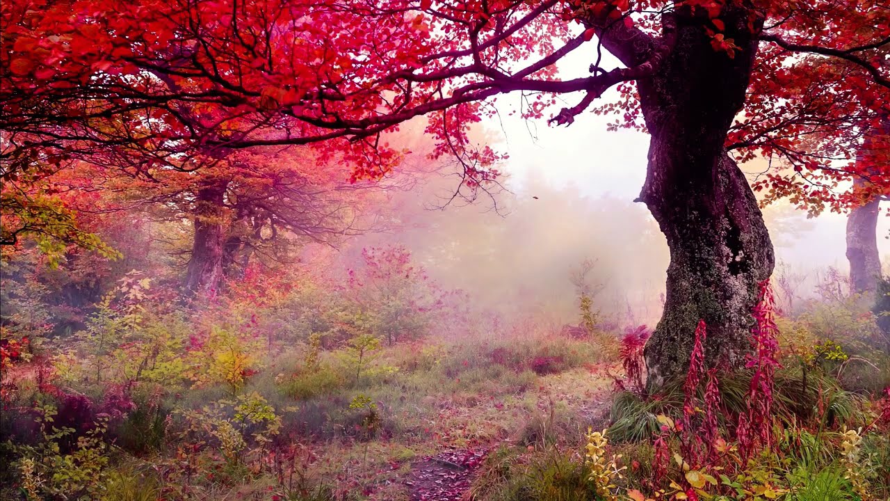 30 Minutes Pure Calm Frequencies 🌿 Deep Relaxation Music for Stress Relief, Sleep & Meditation