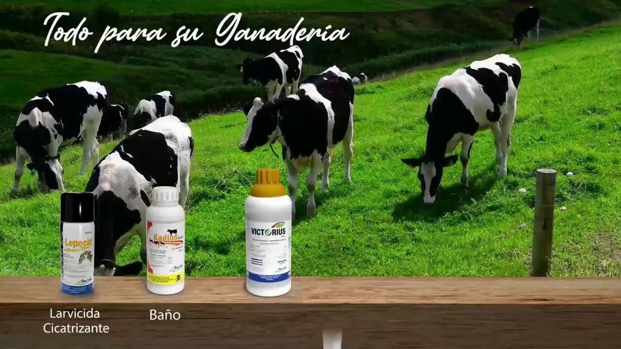 Subasta Comercial 1927, 10:00 am - Yopal Casanare