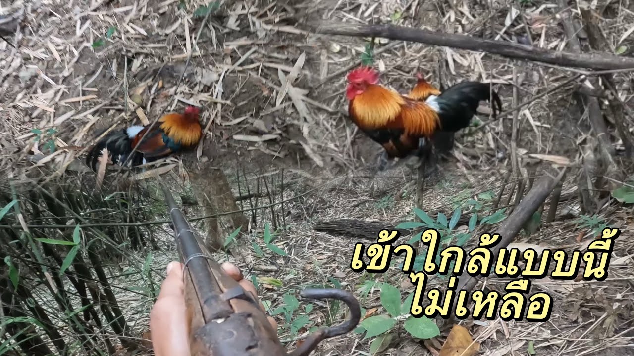 น่าเสียดายที่ไม่ได้ปักคลืน