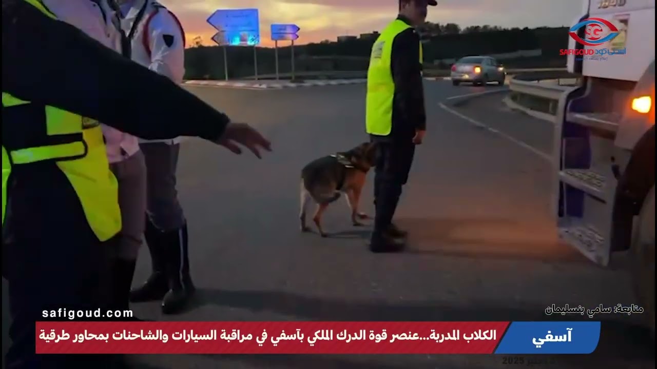 الكلاب المدربة...عنصر قوة الدرك الملكي بآسفي في مراقبة السيارات والشاحنات بمحاور طرقية
