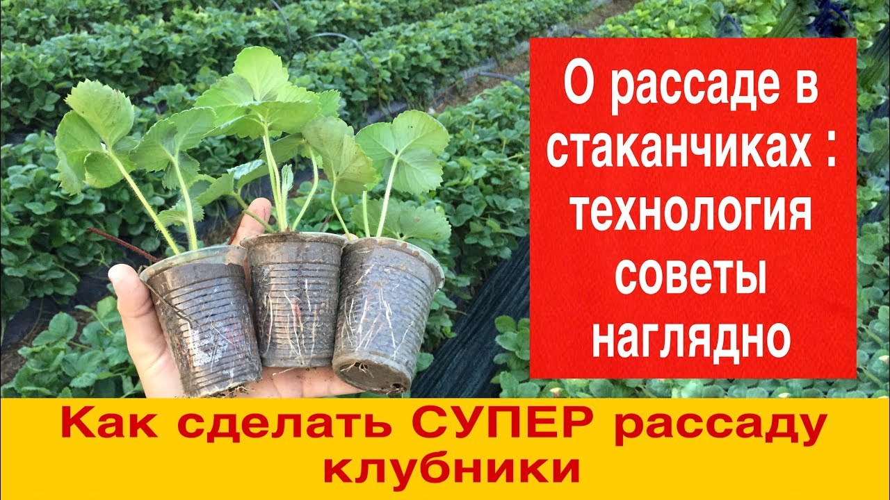 Как сделать СУПЕР рассаду клубники