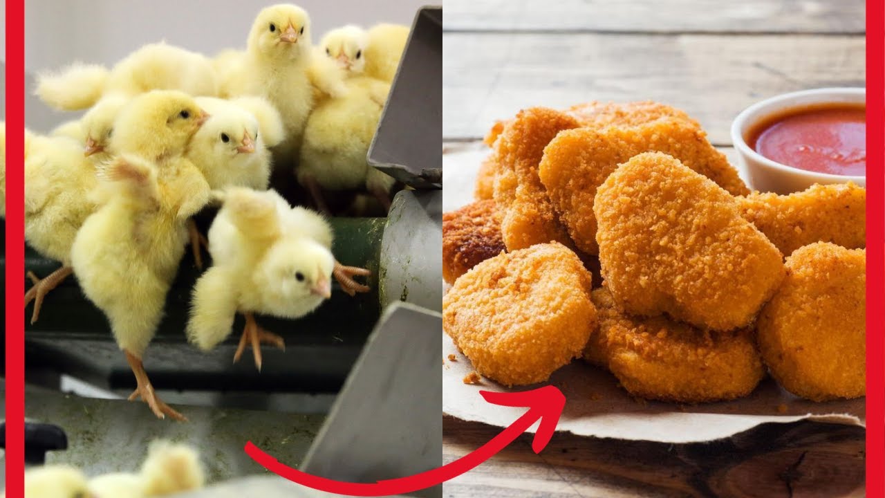 La sorprendente verdad detrás de la fabricación de los nuggets